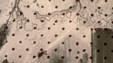 By Brakhage: An Anthology, Volume Two